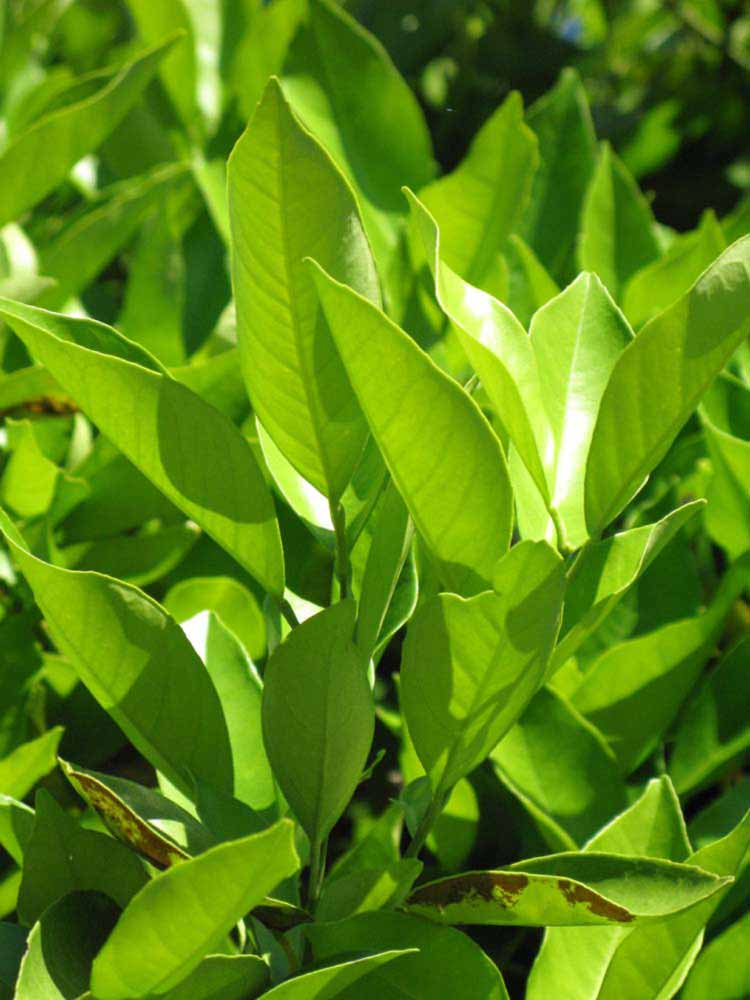              Sun leaves (Winter Haven, FL)       